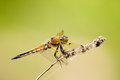 yellow dragonfly