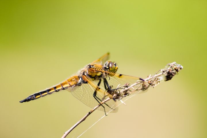 yellow dragonfly