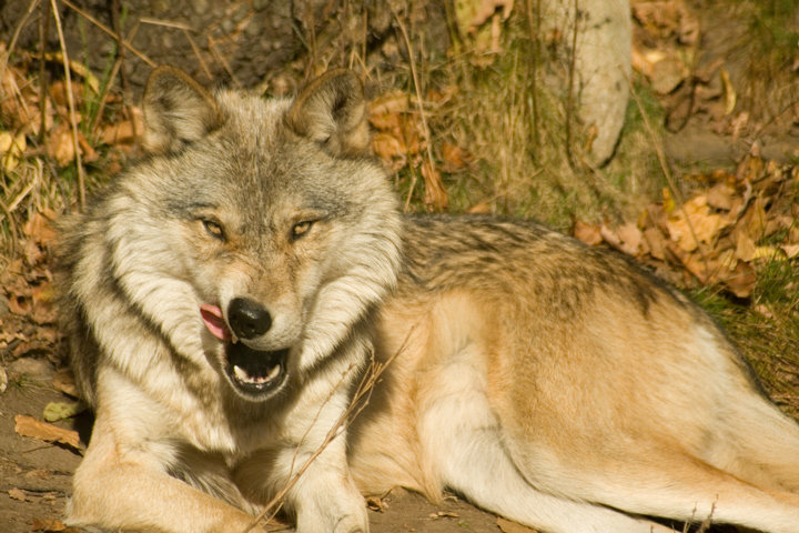 wolfoutake1.jpg