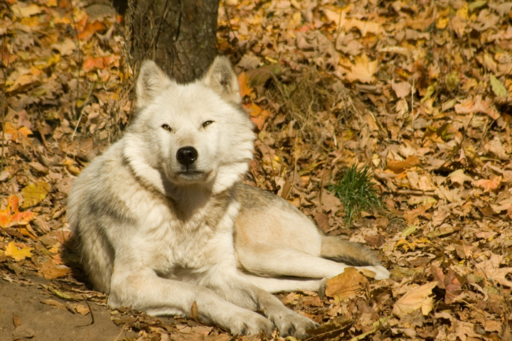 wolfoutake2.jpg