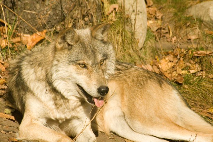 wolfoutake3.jpg
