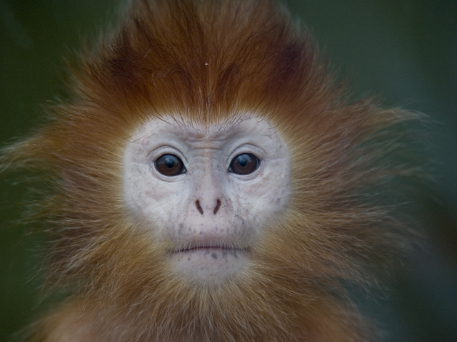 monkey