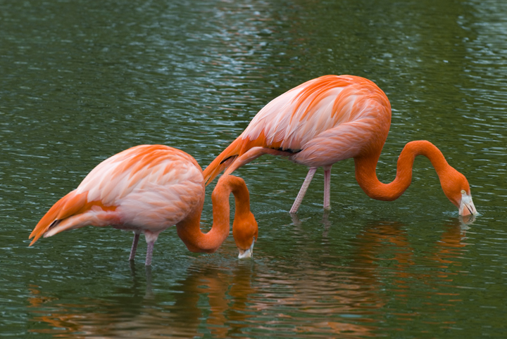 flamingos