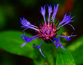 Macro Plant.jpg