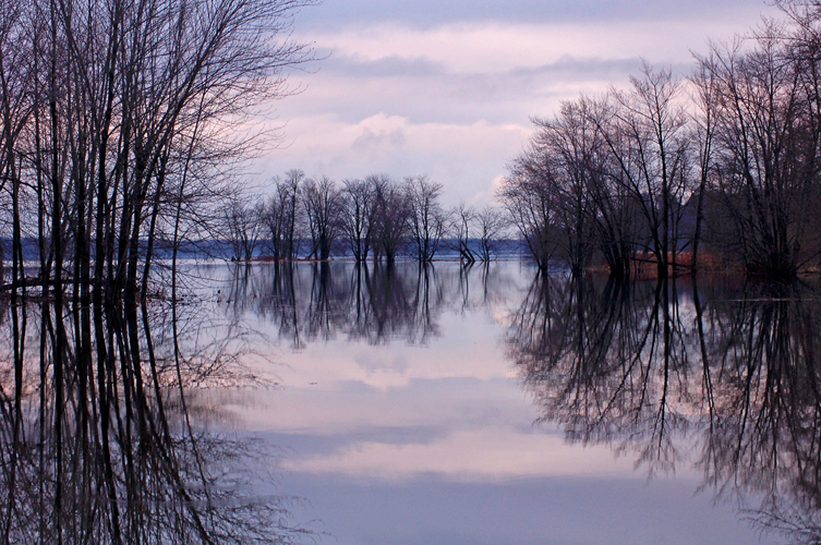 PetrieIslandSpring.jpg
