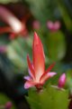 Devonian Gardens 2