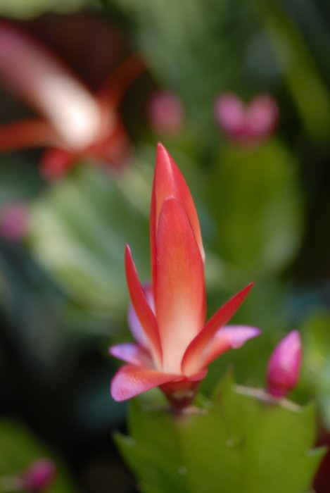 Devonian Gardens 2