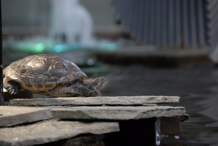 Turtle