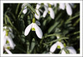Snowdrop
