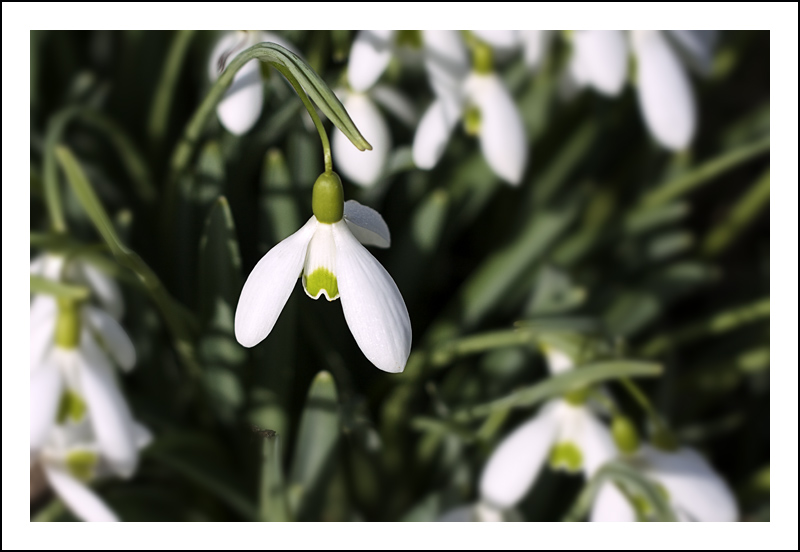 Snowdrop