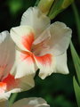 floral