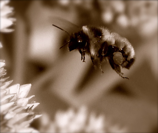 fly