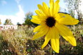 flower among weeds