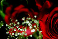 rose half