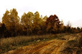 fall trees