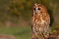 Tawny Owl.jpg