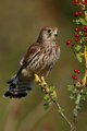 Kestrel.jpg