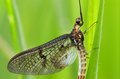 Mayfly.jpg