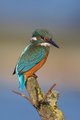 Kingfisher_perched.jpg