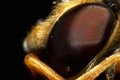 Eyeball.jpg