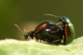 Green Dock Leaf Beetle.jpg