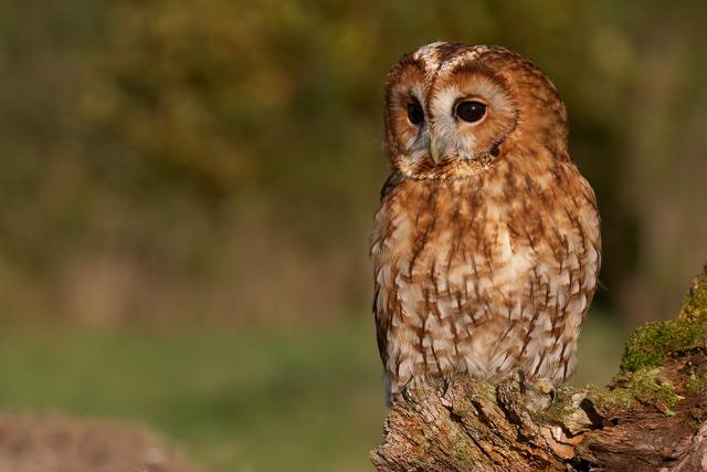 Tawny Owl.jpg