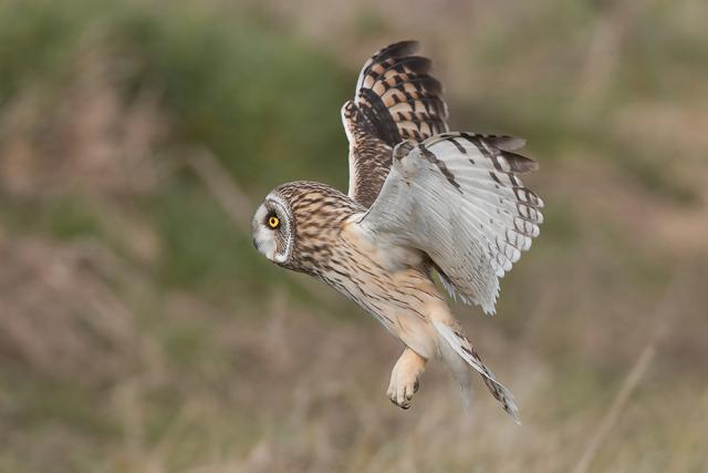 Short Eared Owl.jpg