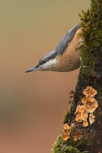 Nuthatch.jpg