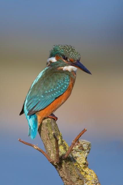Kingfisher_perched.jpg