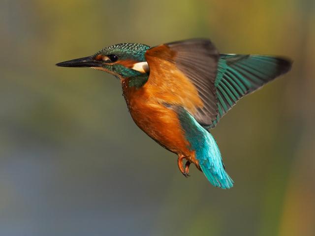 Kingfisher_flight.jpg