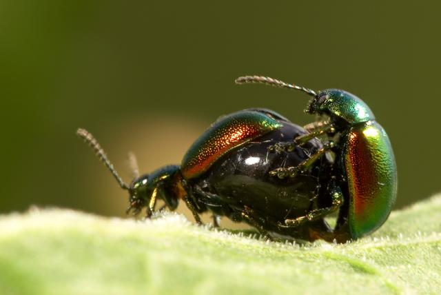 Green Dock Leaf Beetle.jpg