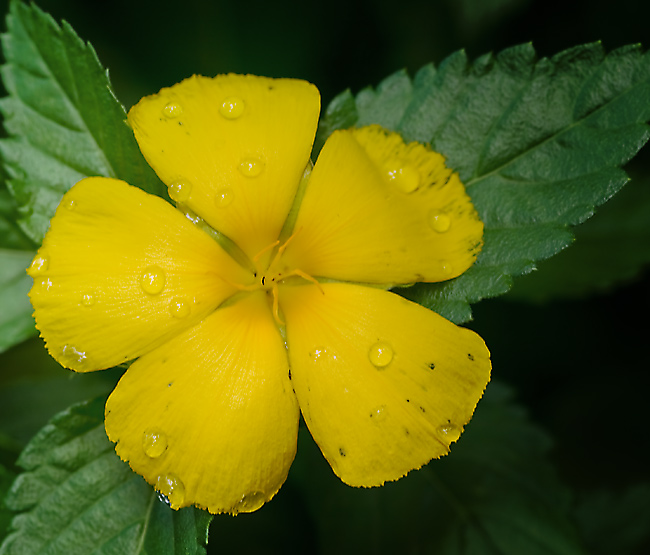 Yellow beauty