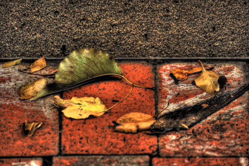 leaves hdr copy.jpg