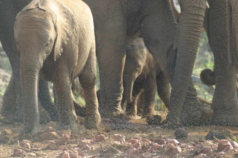 New Born elephant