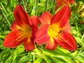 Burst of Color.jpg