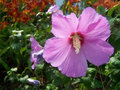 Purple Raindrops.jpg