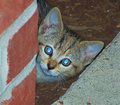 Peek-a-Boo.jpg