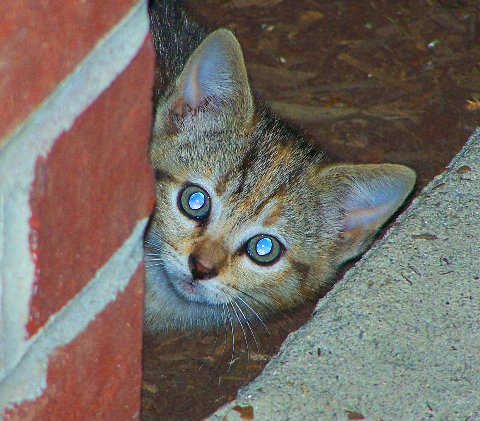 Peek-a-Boo.jpg