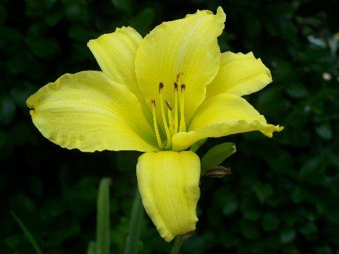 Flower.JPG