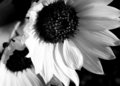 Sunflowers.jpg