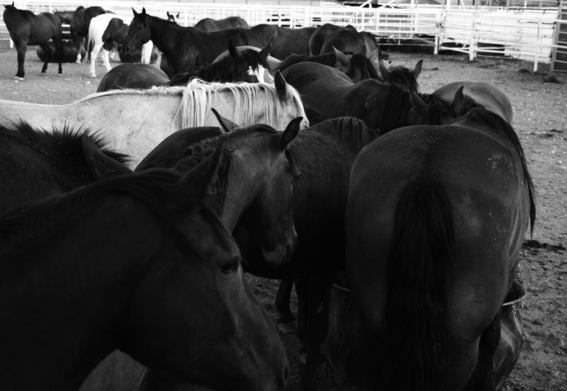 Cody, WY Rodeo.jpg