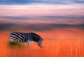 Dreaming Zebra