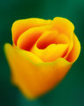 Peach dream Flower