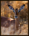 Rooibok