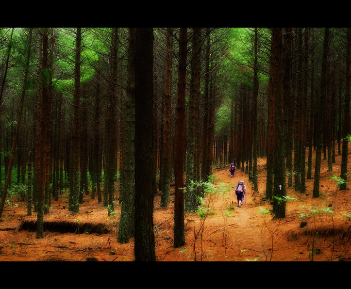 Fairy Forest