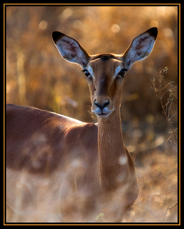 Rooibok