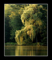 Willow