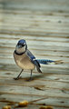 Blue Jay