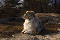 Australian Sheppard