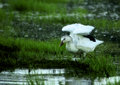 Snow goose_small.jpg